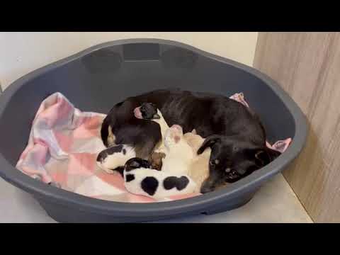 A few minutes later the mother is taking care of her puppies 🥰 - Takis Shelter
