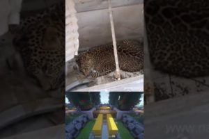 A wild leopard invaded one of the local homes. #shorts  s #animals  #shortvideo