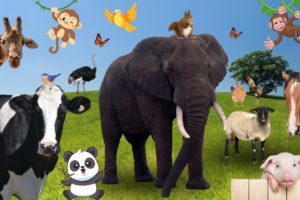 AMAZING ANIMAL SOUNDS - Cow, Leopard, Sheep, Goose, Otter, Ostrich, Buffalo, Cat & More