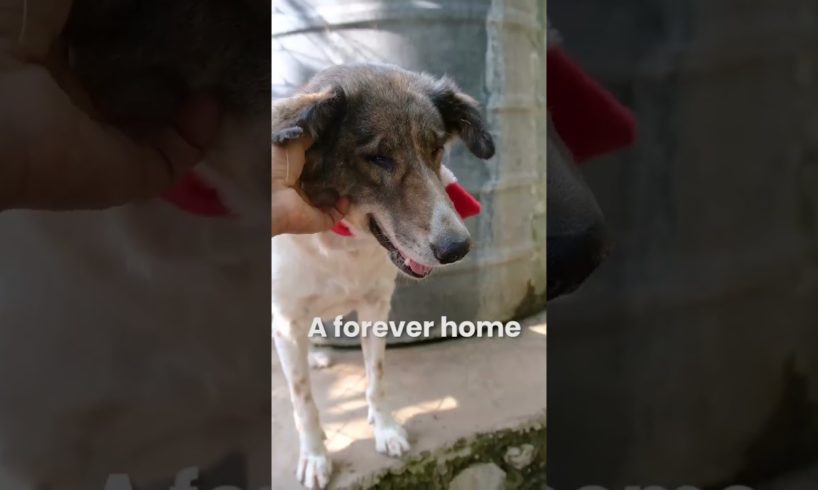 ANIMAL RESCUE