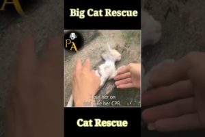 ANIMAL RESCUE/THIS WALK IS VERY GENTLE/#animalshorts