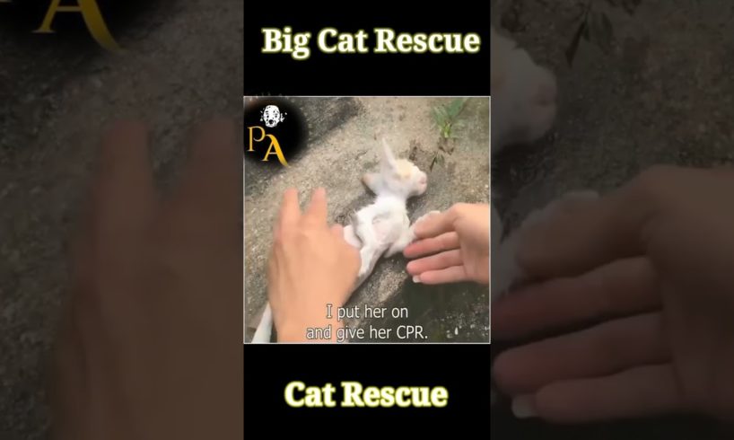 ANIMAL RESCUE/THIS WALK IS VERY GENTLE/#animalshorts