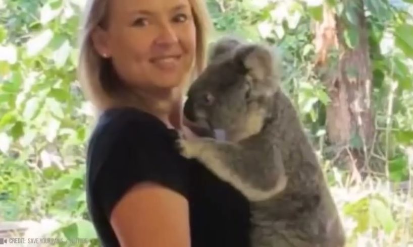 ANIMALS RESCUE 2 - The Most ACTUAL and DRAMATIC Animal Rescue Scenes You'll Ever See!