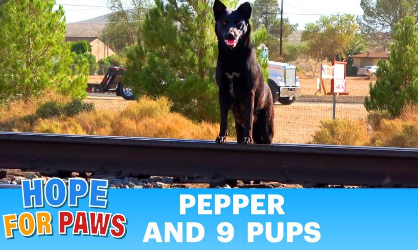 Abandoned dog kept crossing a busy railroad track in search of food for her and her puppies 😰