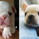 😍Adorable BULL DOG PUPPIES Videos that Will Make your Day Better 100%🐶| Cutest Puppies