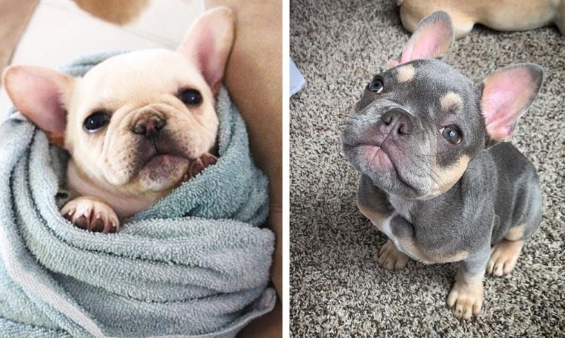 Adorable Bull Dogs that Will Make your Day Better 100% 🥰| Cutest Puppies