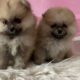 Adorable Puppies Compilation: The Cutest Puppy Videos on YouTube!
