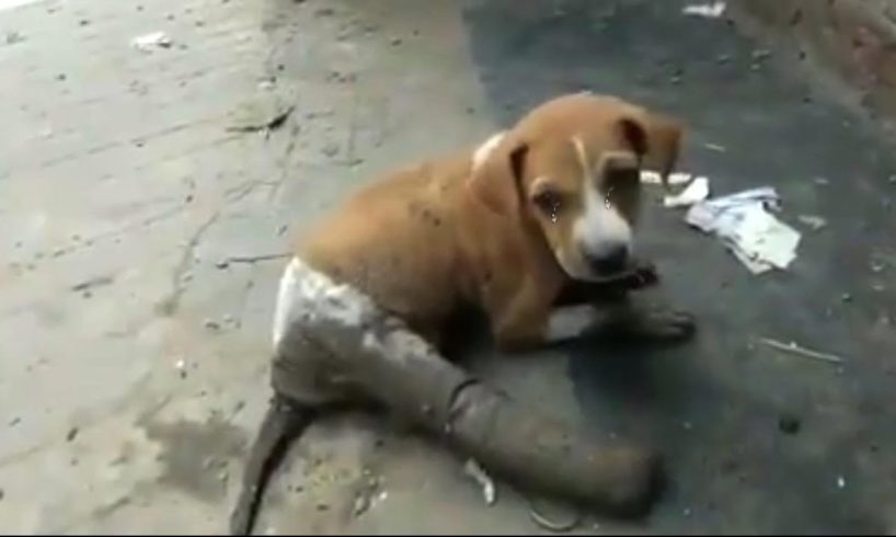 After being run over, he was bandaged then dumped on the street in pain, hopeless waiting for help!