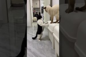Amazing Cute Cats Funny Viral Clips😂|| #shortsvideo #amazing #funnycat #reels #trending #animals