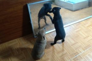 Amazing Reactions Mirror Prank on Puppies