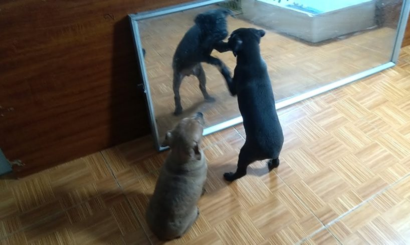 Amazing Reactions Mirror Prank on Puppies