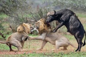 Amazing Wild Animal Fights - Buffalo vs Lion, Hyena & Wild Dogs Attack - Animals Fight For Survival