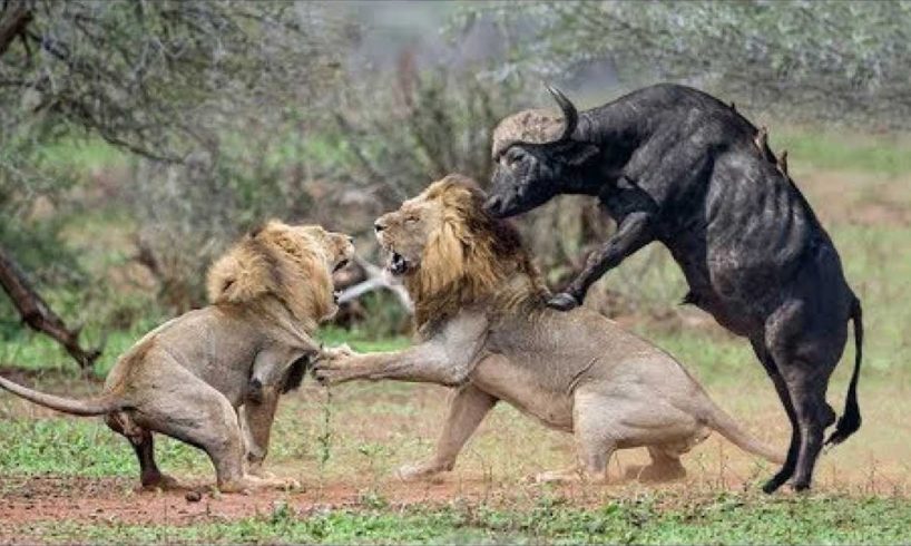 Amazing Wild Animal Fights - Buffalo vs Lion, Hyena & Wild Dogs Attack - Animals Fight For Survival