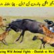 Amazing Wild Animal Fights   Cheetah vs Warthog Wild Animal Documentary