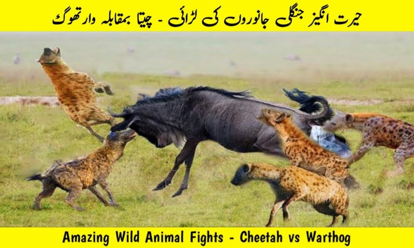Amazing Wild Animal Fights   Cheetah vs Warthog Wild Animal Documentary