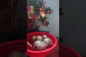 Amilys Cutest Puppies #101 #short #pet #puppy #cutedogs #amilys