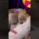 Amilys Cutest Puppies #14 #short #amilys #dog #pet #cutedogs #puppy #puppies #cute #adorabledog 😘💕