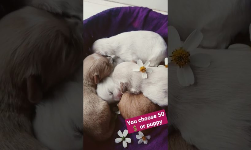 Amilys Cutest Puppies #16 #short #amilys #cutedogs #dog #pet #puppy #puppies #cute ☺️