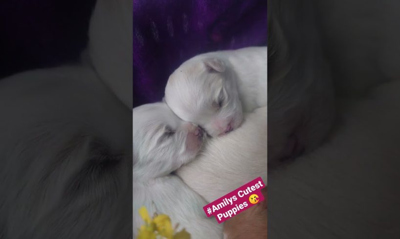 Amilys Cutest Puppies #23 Sleeping #pet #cutedogs #dog #puppy #amilys #puppies #short 😘