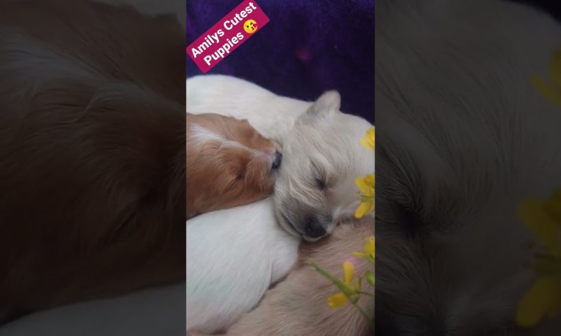 Amilys Cutest Puppies #25 #pet #cutedogs #dog #puppy #puppies #amilys #cute #short