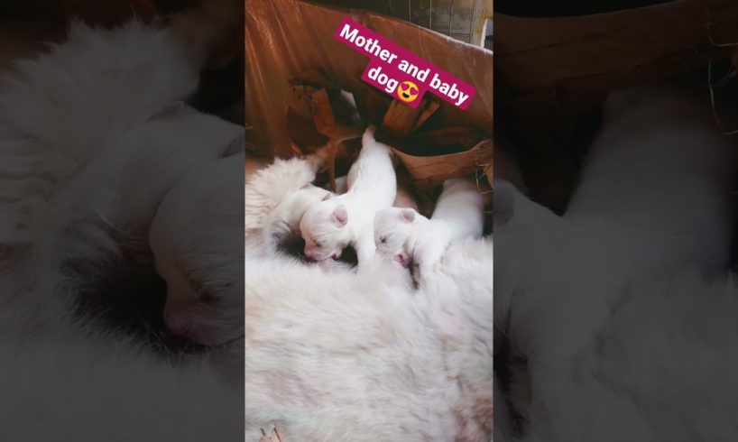 Amilys Cutest Puppies #3 #short #amilys #dog #pet #cutedogs #puppy #puppies ♥️