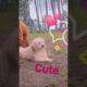 Amilys Cutest Puppies #39 #cutedogs #puppies #puppy #pet #amilys #cute #short #cutepuppy