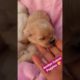 Amilys Cutest Puppies #44 #cutedogs #pet #puppies #puppy #amilys #cute #short #cutepuppy