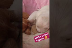 Amilys Cutest Puppies #45 #cutedogs #pet #puppies #puppy #amilys #cute #short #cutepuppy