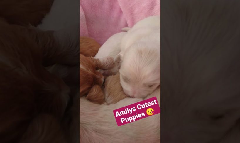 Amilys Cutest Puppies #45 #cutedogs #pet #puppies #puppy #amilys #cute #short #cutepuppy