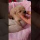 Amilys Cutest Puppies #46 #cutedogs  #puppy #amilys #cute #short