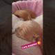 Amilys Cutest Puppies #50 #cutedogs #puppies #amilys #puppy #short