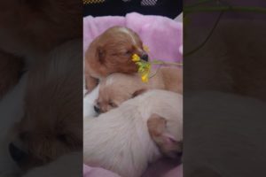 Amilys Cutest Puppies #56 #short #pet #cutedogs #puppy #amilys