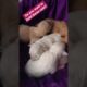Amilys Cutest Puppies #6 #amilys #dog #cute #pet #cutedogs #puppy #short #puppies ♥️