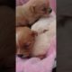 Amilys Cutest Puppies #66 #short #pet #cutedogs #amilys #puppy