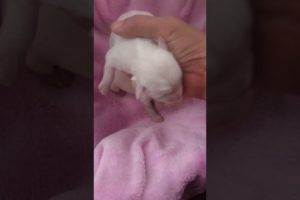 Amilys Cutest Puppies 6th day #short #amilys #dog #pet #cutedogs #puppies #puppy 💖🏡