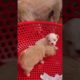 Amilys Cutest Puppies #75 #short #pet #cutedogs #puppy #amilys