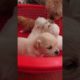 Amilys Cutest Puppies #76 #short #pet #cutedogs #puppy #amilys