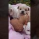 Amilys Cutest Puppies #80 #short #pet #puppy #cutedogs #amilys