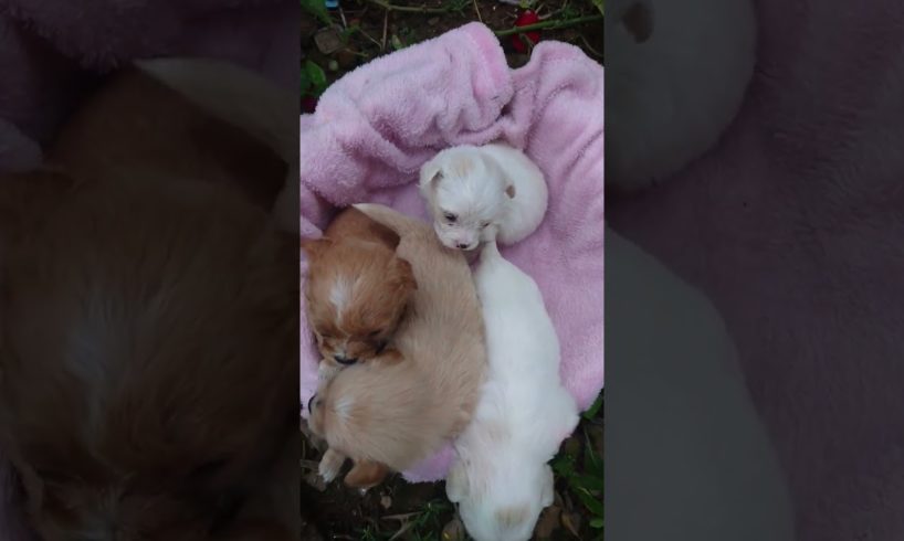 Amilys Cutest Puppies #82 #short #pet #puppy #cutedogs #amilys