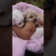 Amilys Cutest Puppies #88 #short #pet #puppy #cutedogs #amilys