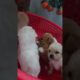 Amilys Cutest Puppies #95 #short #pet #puppy #cutedogs #amilys