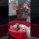 Amilys Cutest Puppies #97 #short #pet #cutedogs #puppy #amilys
