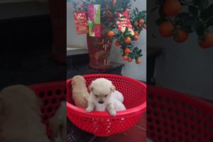 Amilys Cutest Puppies #98 #short #pet #puppy #cutedogs #amilys