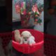 Amilys Cutest Puppies #98 #short #pet #puppy #cutedogs #amilys
