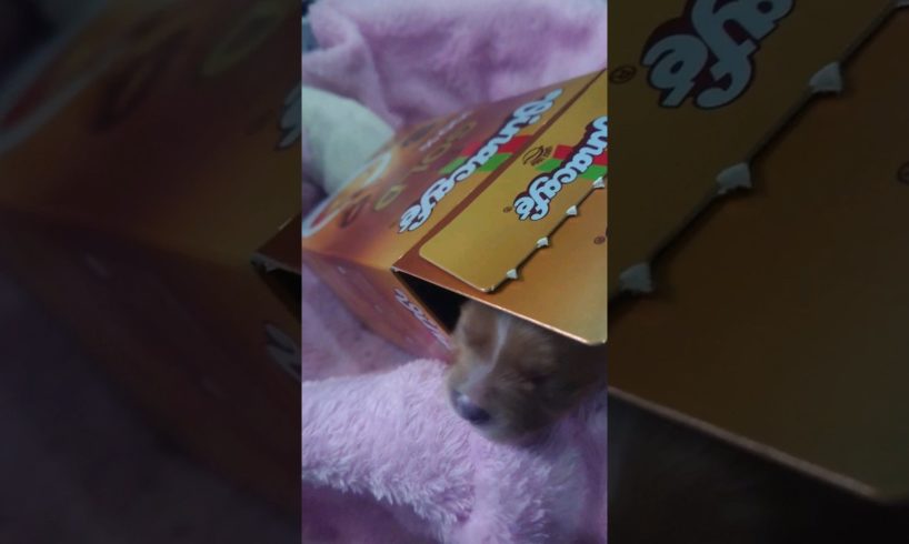 Amilys Cutest Puppies have new home #short #amilys #pet #dog #puppy #cutedogs #puppies #cutedog