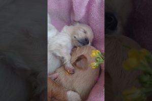 Amilys Cutest Puppies #short #pet #cutedogs #puppy #amilys