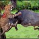 Angry Buffalo Attack Crazy Leopard To Rescue Himself || Wild Animal Attack 2023