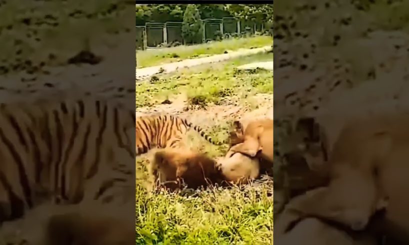 👀🐯Angry Lion and Tiger All time fights Best animal Fights#shorts #shortsfeed