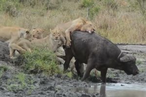 Animal Attack 2023 - Amazing Moments Of Wild Animal Fight! Animal Attack In Africa