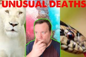 Animal Attacks and Unusual Deaths! TikTok Compilation from makingatruecrimerer